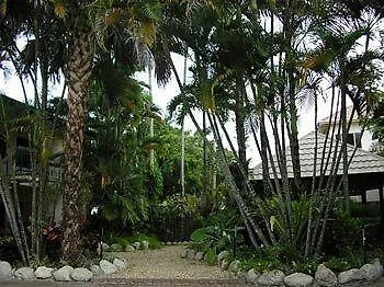 Cairns City Palms Australia